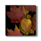 Small Vivid Leaves IV (ST) - Canvas Art Print