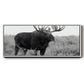 Grand Teton Bull Moose - Floater Framed Canvas Print