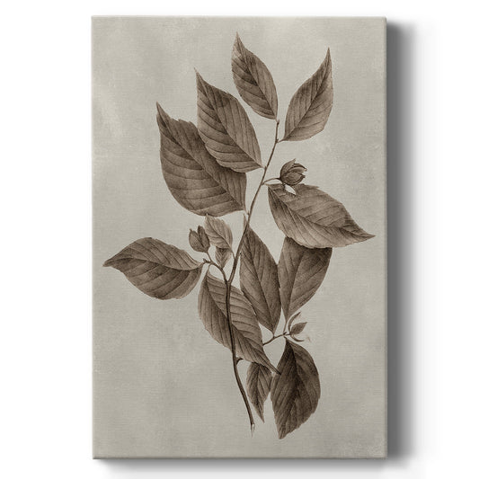 Arbor Specimen III Premium Gallery Wrapped Canvas - Ready to Hang