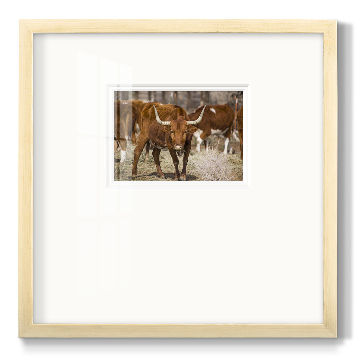 Longhorns - Double Matboard Framed Print