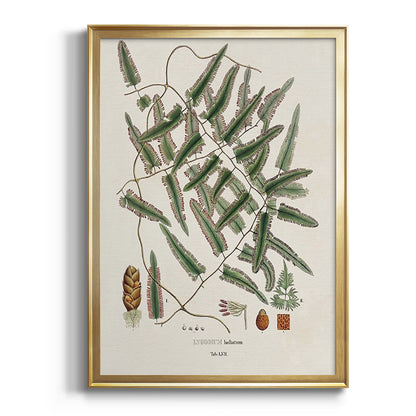 Botanical Society Ferns X - Modern Framed Canvas Print