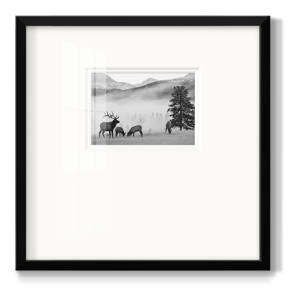 Mountain Elk - Double Matboard Framed Print