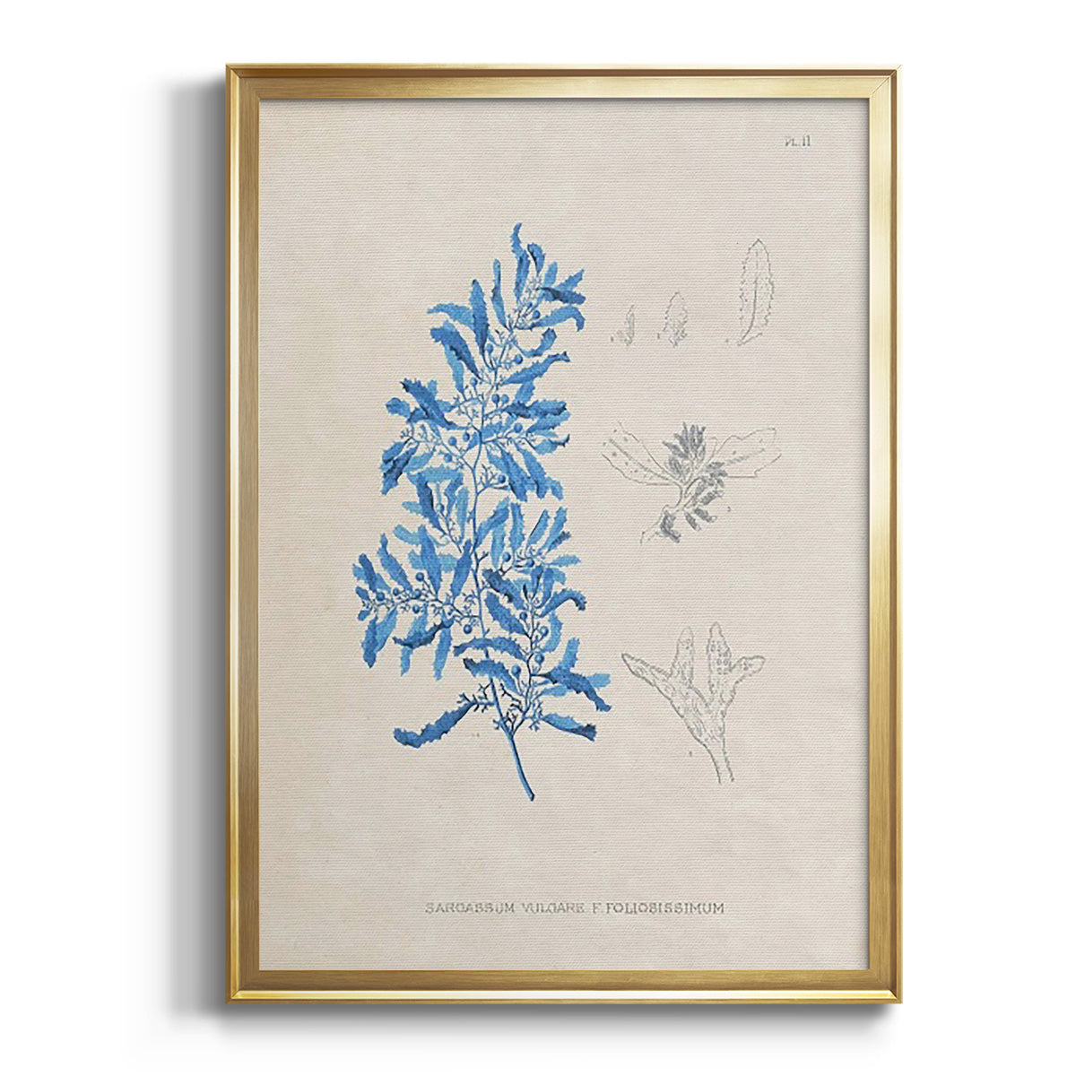 Blue Marine Algae VI - Modern Framed Canvas Print