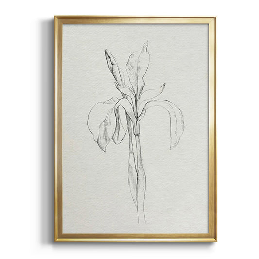 Neutral Iris Sketch II - Modern Framed Canvas Print