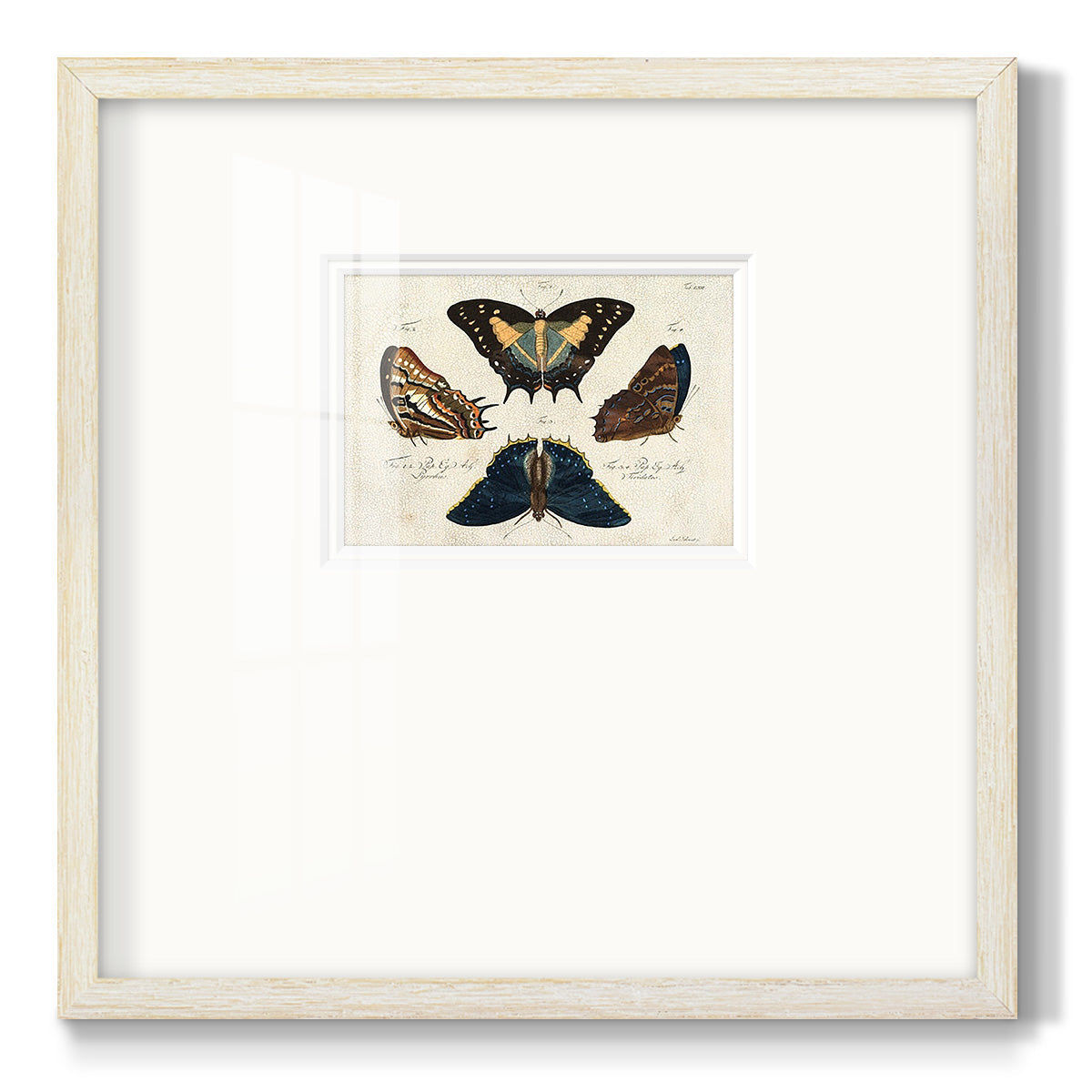 Crackled Butterflies IV Premium Framed Print Double Matboard