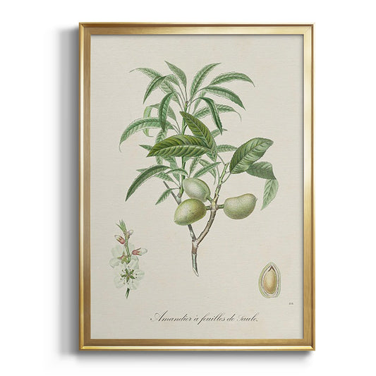 Antique Almond Botanical II - Modern Framed Canvas Print