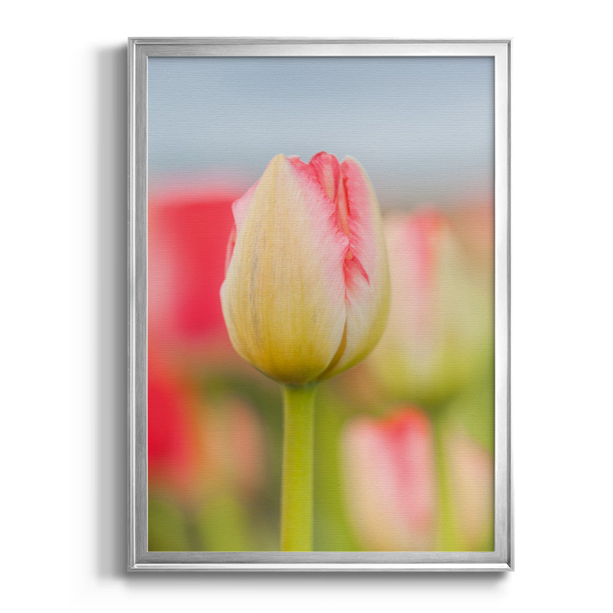 Twotone Tulip - Modern Framed Canvas Print