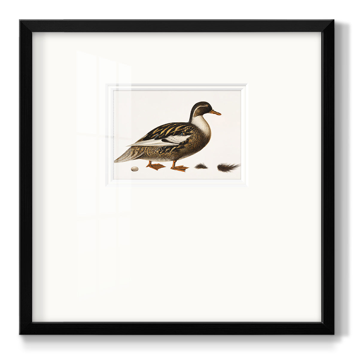 Golden Mallard Premium Framed Print Double Matboard