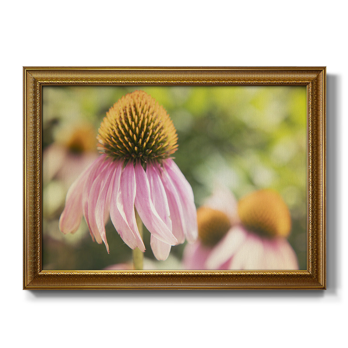 Echinacea Study II Premium Framed Canvas- Ready to Hang