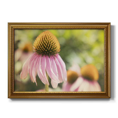 Echinacea Study II Premium Framed Canvas- Ready to Hang