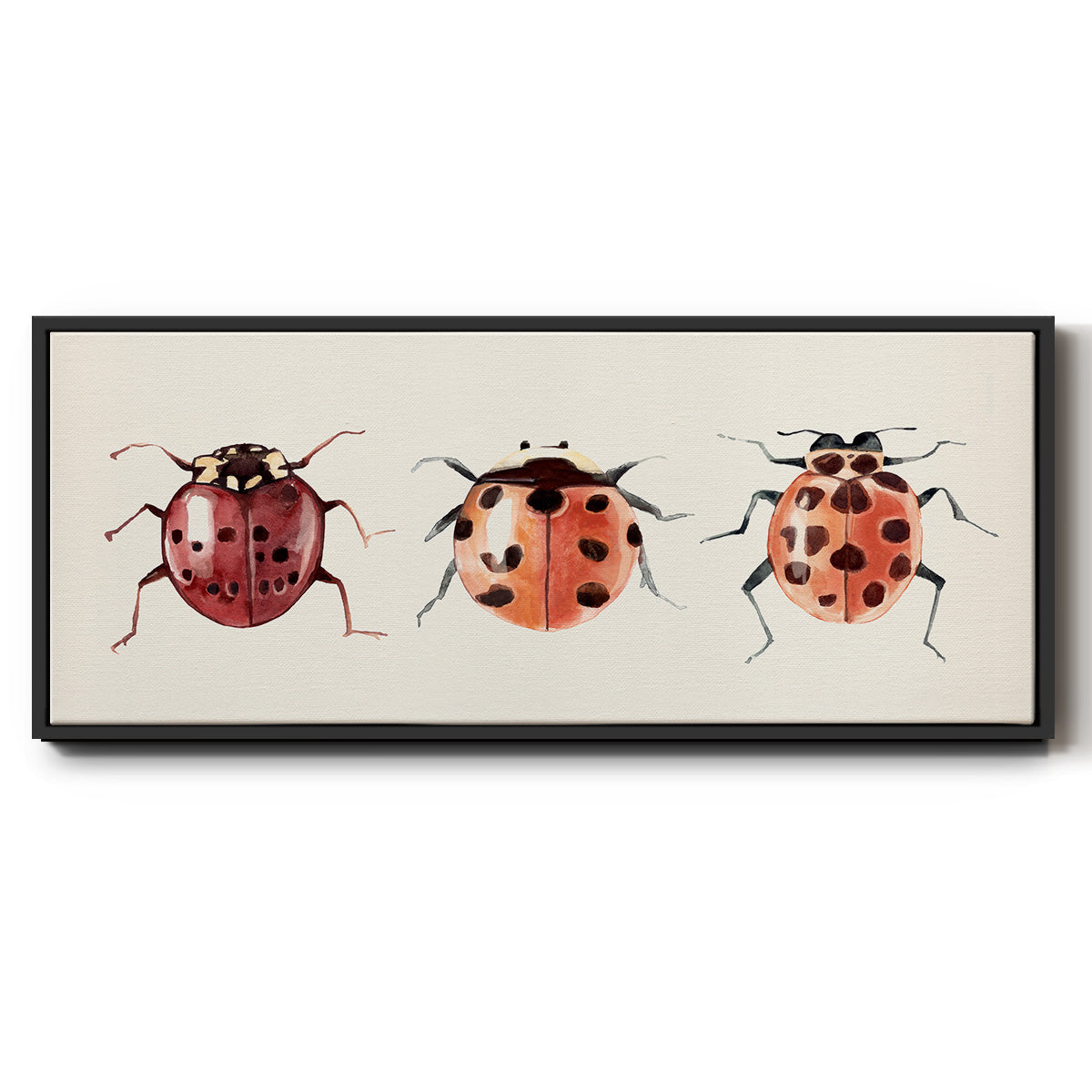 Ladybug Display I - Floater Framed Canvas Print