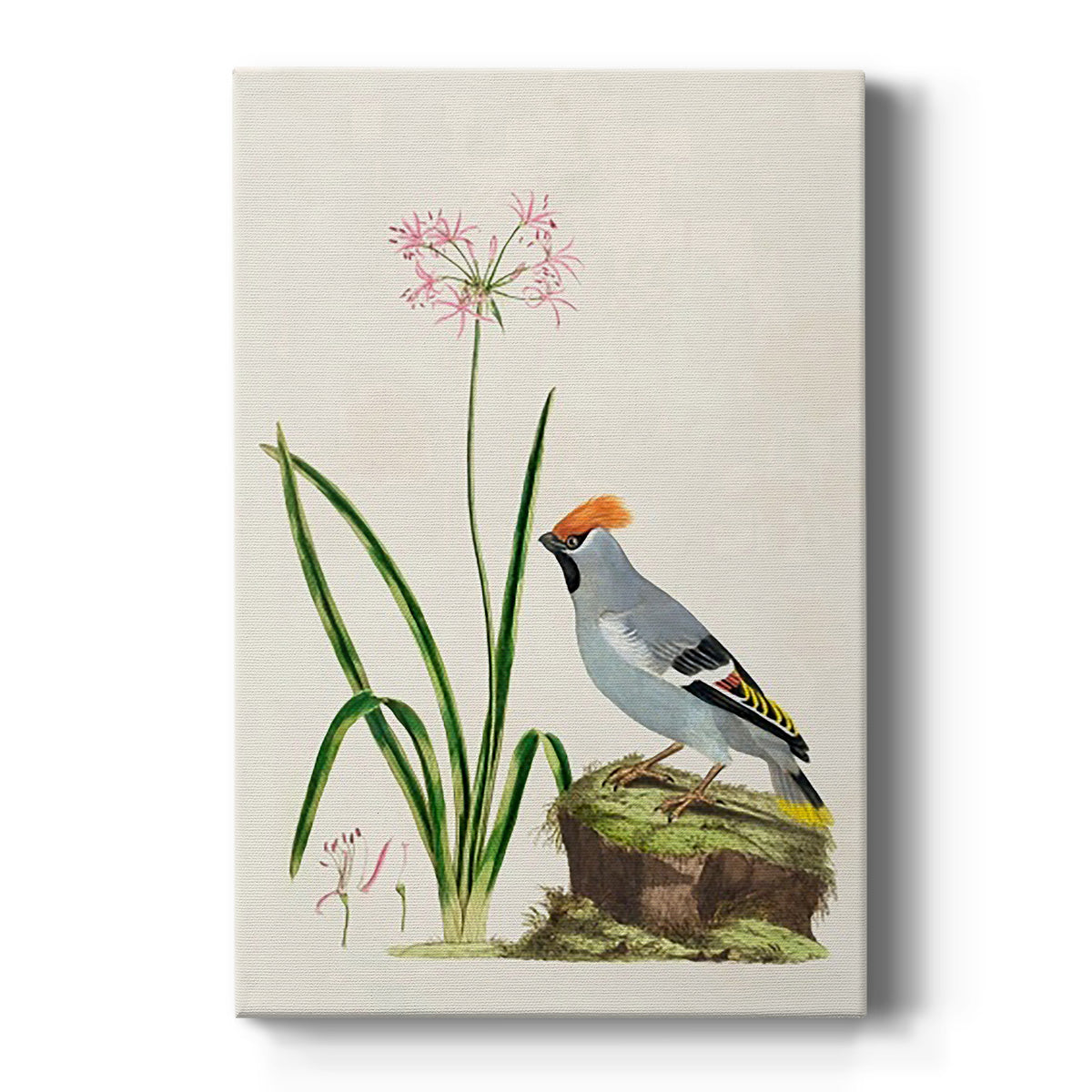 Amaryllis, Lily, and Waxwing, 1796 - Canvas Art Print