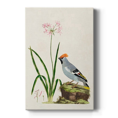 Amaryllis, Lily, and Waxwing, 1796 - Canvas Art Print