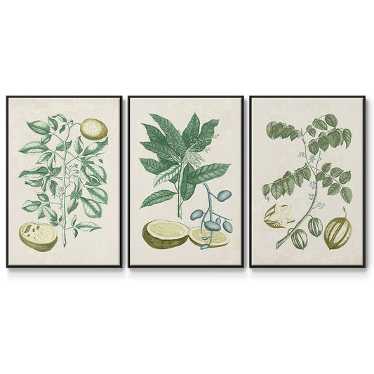 Buchoz Tropicals II - Floater Framed Canvas Set