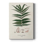 Botanical Society Ferns XII - Canvas Art Print