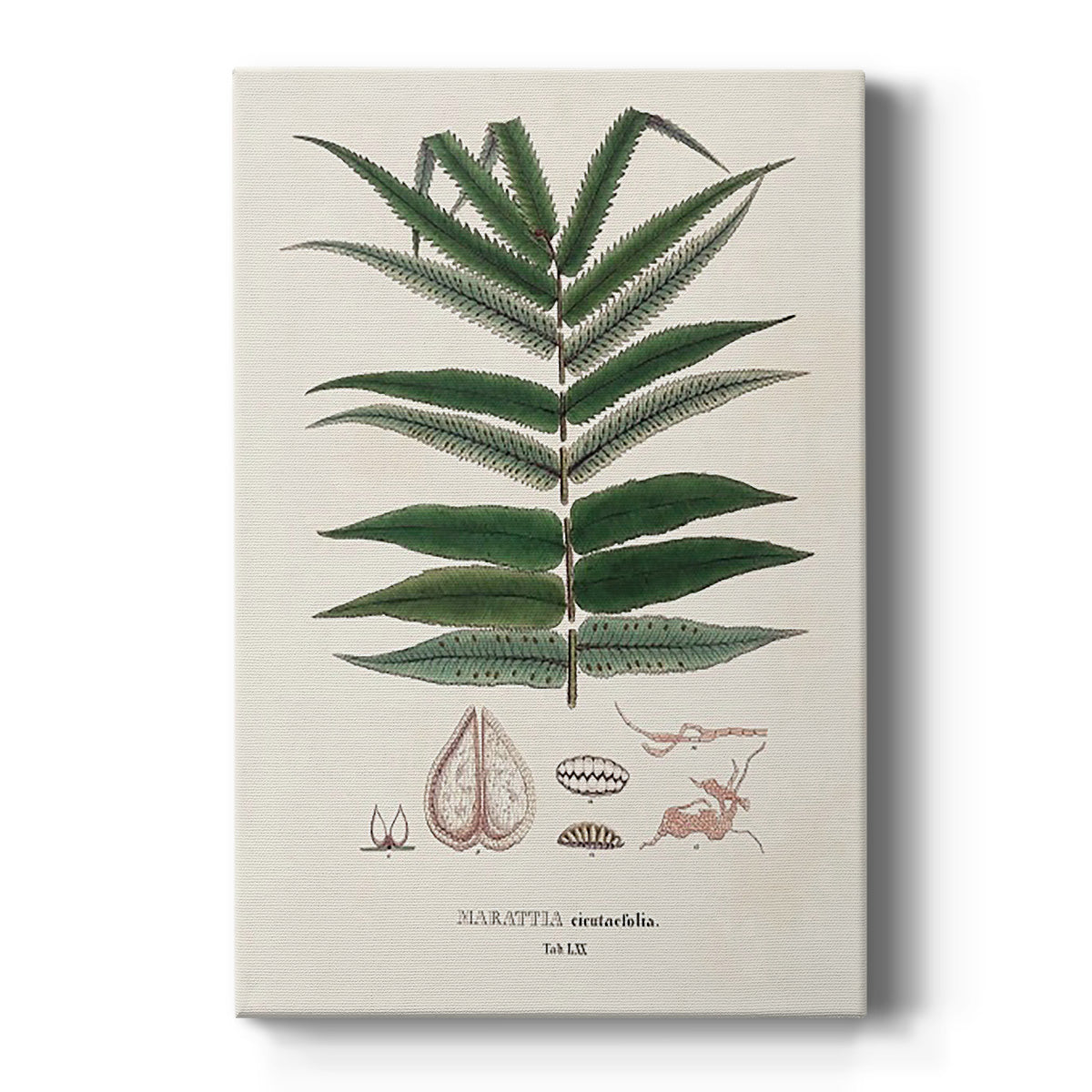 Botanical Society Ferns XII - Canvas Art Print