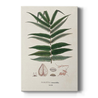 Botanical Society Ferns XII - Canvas Art Print