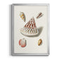 Pastel Knorr Shells VII - Modern Framed Canvas Print