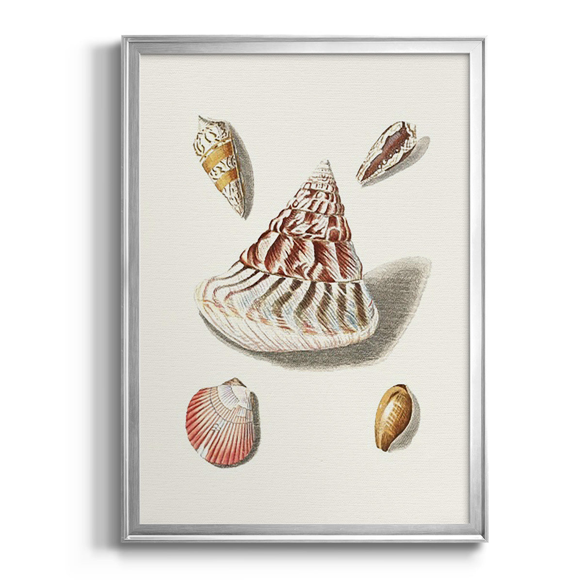 Pastel Knorr Shells VII - Modern Framed Canvas Print
