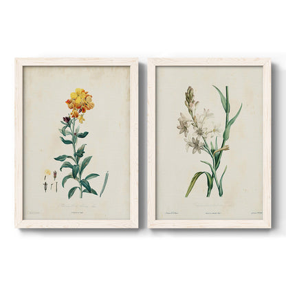 Traditional Botanical III - Premium Framed Canvas 2 Piece Set - Ready to Hang