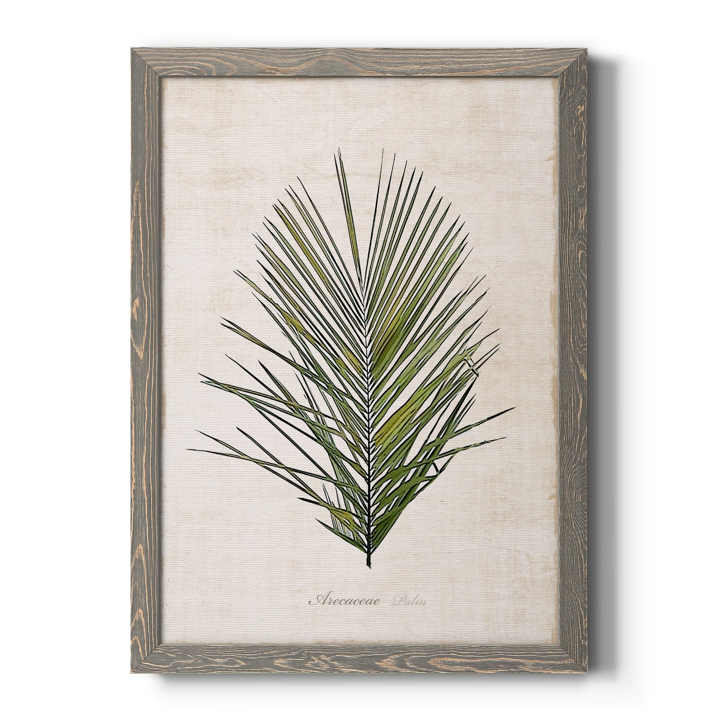 Palm Botanical I - Barnwood Framed Canvas Print