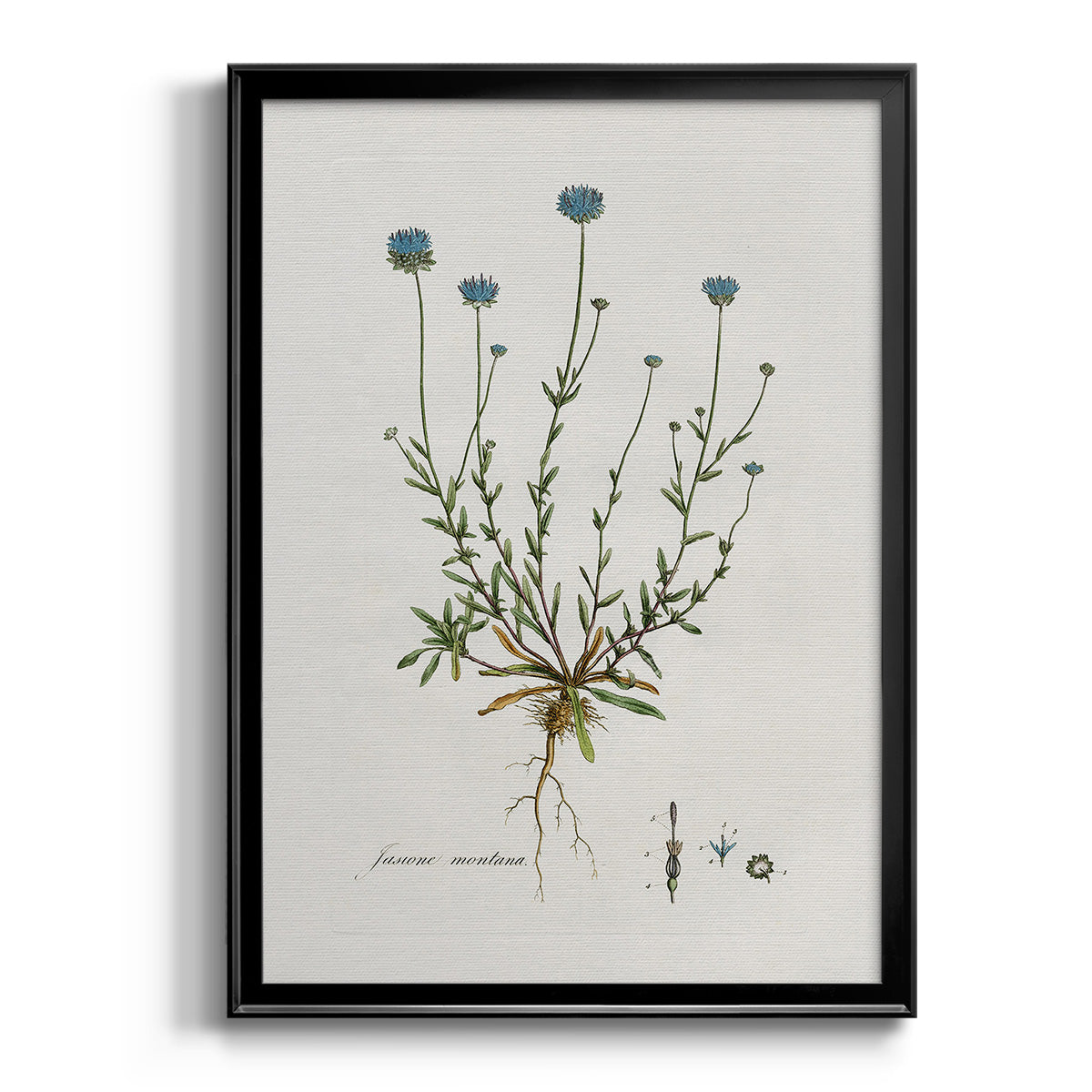 Bellflower Study - Modern Framed Canvas Print