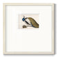 Peackock Plumage Premium Framed Print Double Matboard