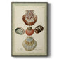 Bookplate Shells III Premium Gallery Wrapped Canvas - Ready to Hang