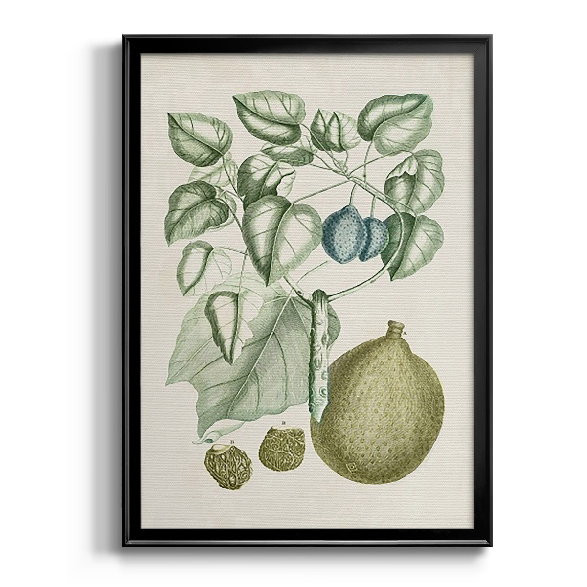 Buchoz Tropicals VIII - Modern Framed Canvas Print