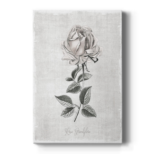 Vintage Botanical II Premium Gallery Wrapped Canvas - Ready to Hang