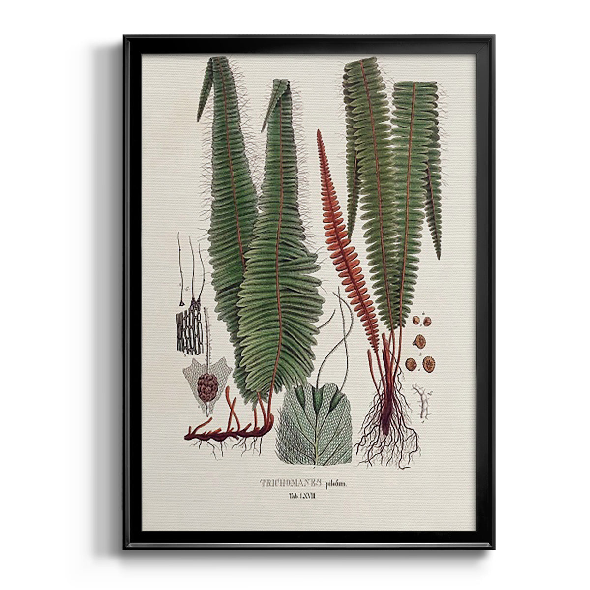 Botanical Society Ferns IV - Modern Framed Canvas Print