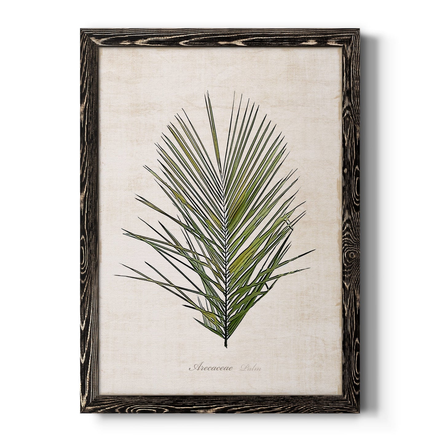 Palm Botanical I - Barnwood Framed Canvas Print