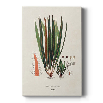 Botanical Society Ferns V - Canvas Art Print