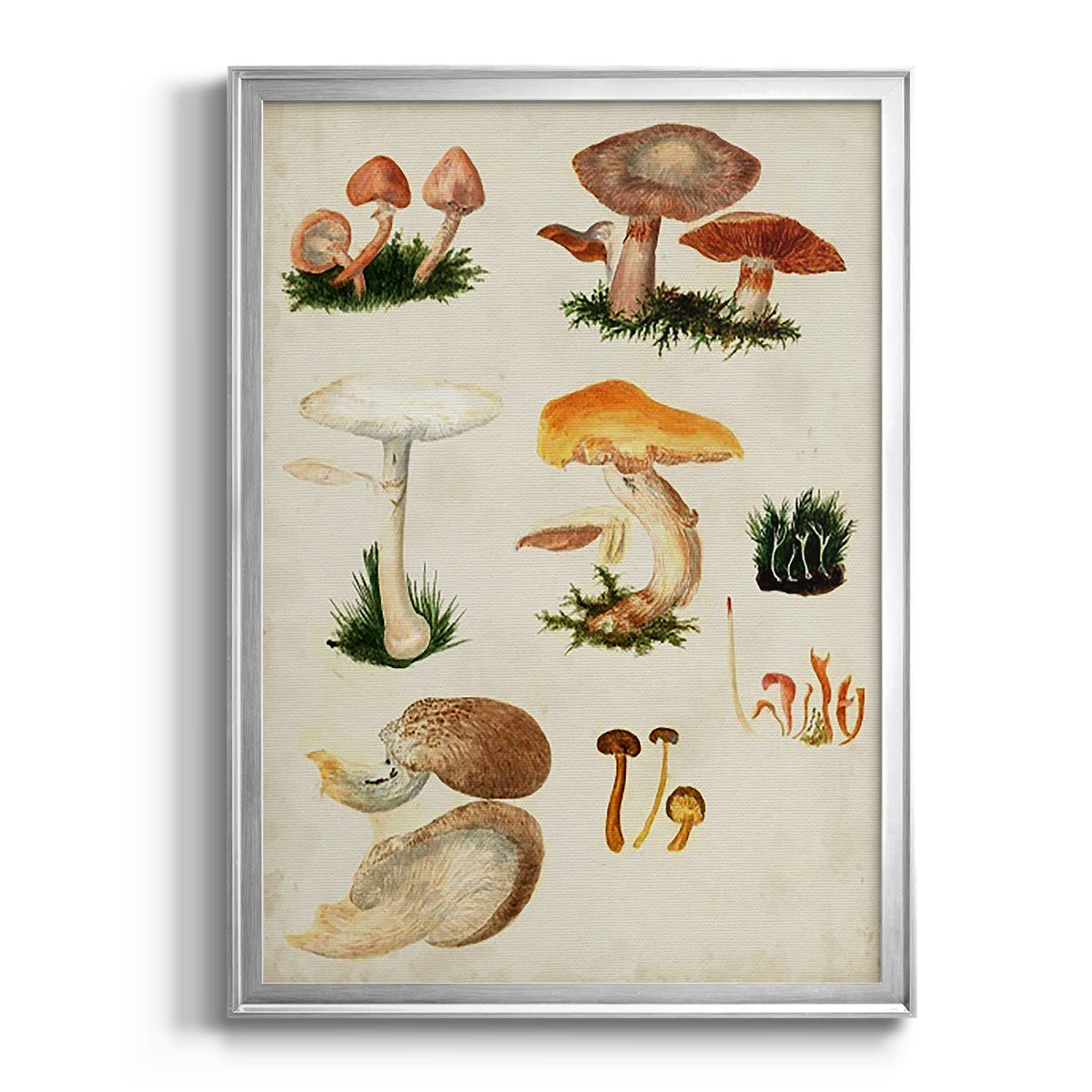 Mushroom Species IV - Modern Framed Canvas Print