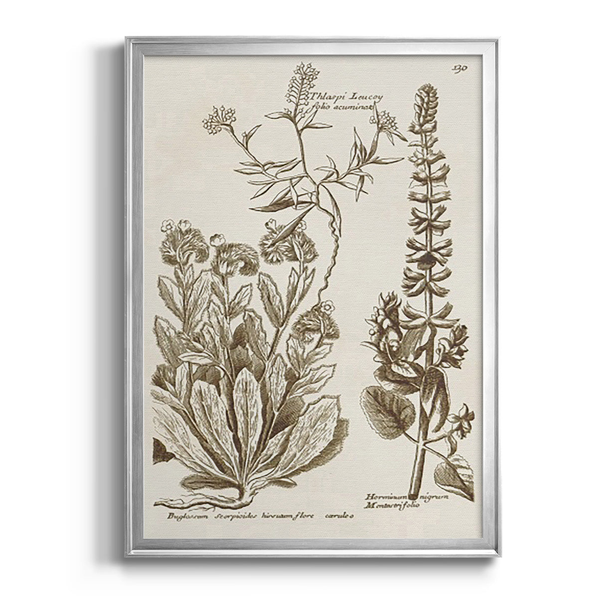 Sepia Botanical Journal IV - Modern Framed Canvas Print