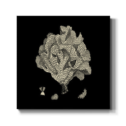Black and Tan Coral IV - Canvas Art Print