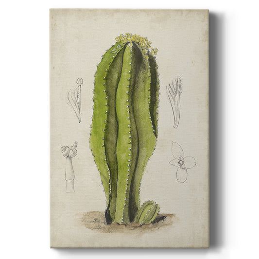 Antique Cactus VI Premium Gallery Wrapped Canvas - Ready to Hang