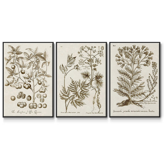 Sepia Botanical Journal I - Floater Framed Canvas Set