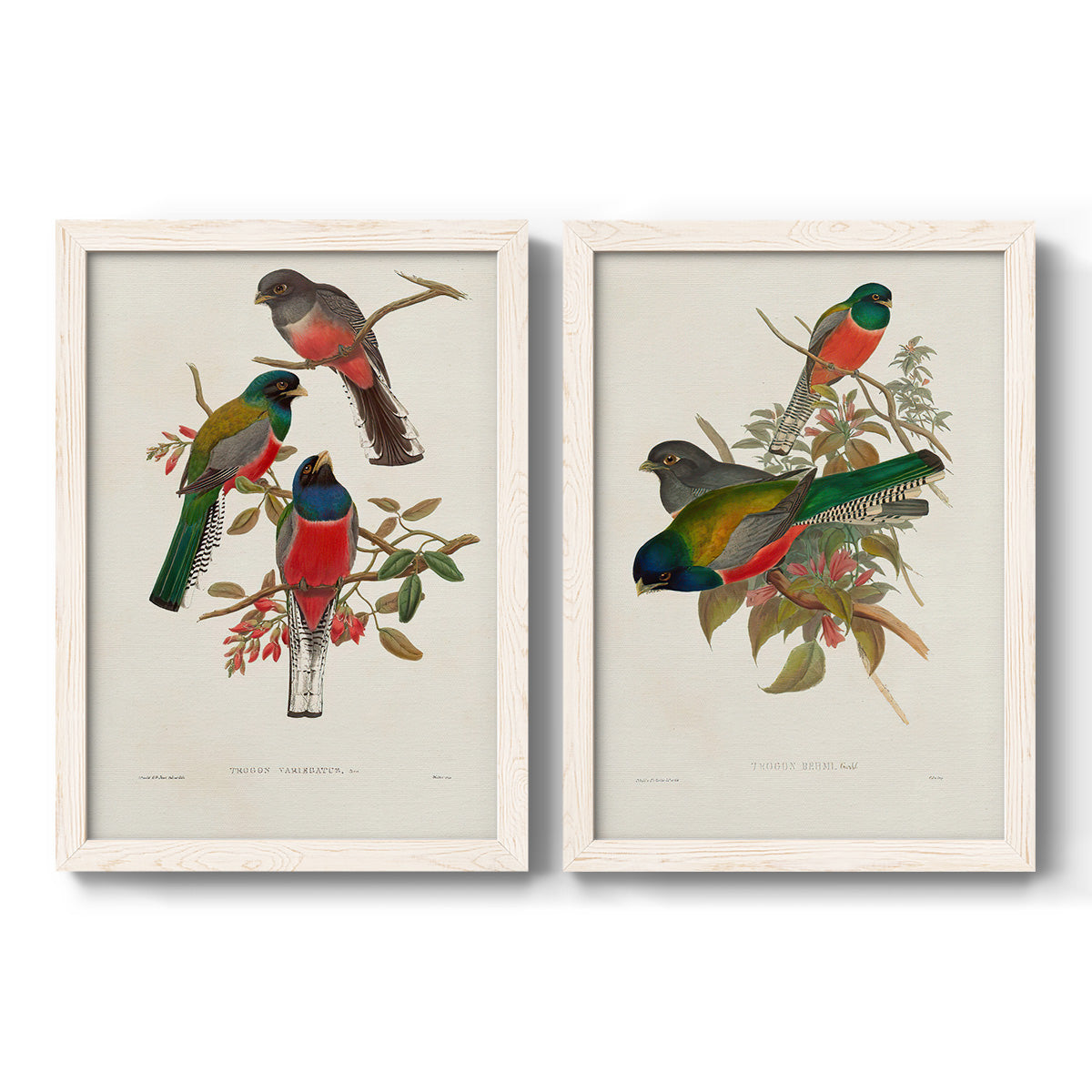 Elegant Trogons IX - Premium Framed Canvas 2 Piece Set - Ready to Hang