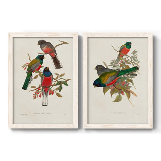 Elegant Trogons IX - Barnwood Framed Canvas Set