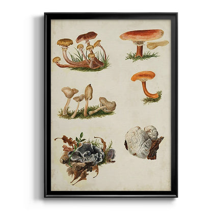 Mushroom Species X - Modern Framed Canvas Print