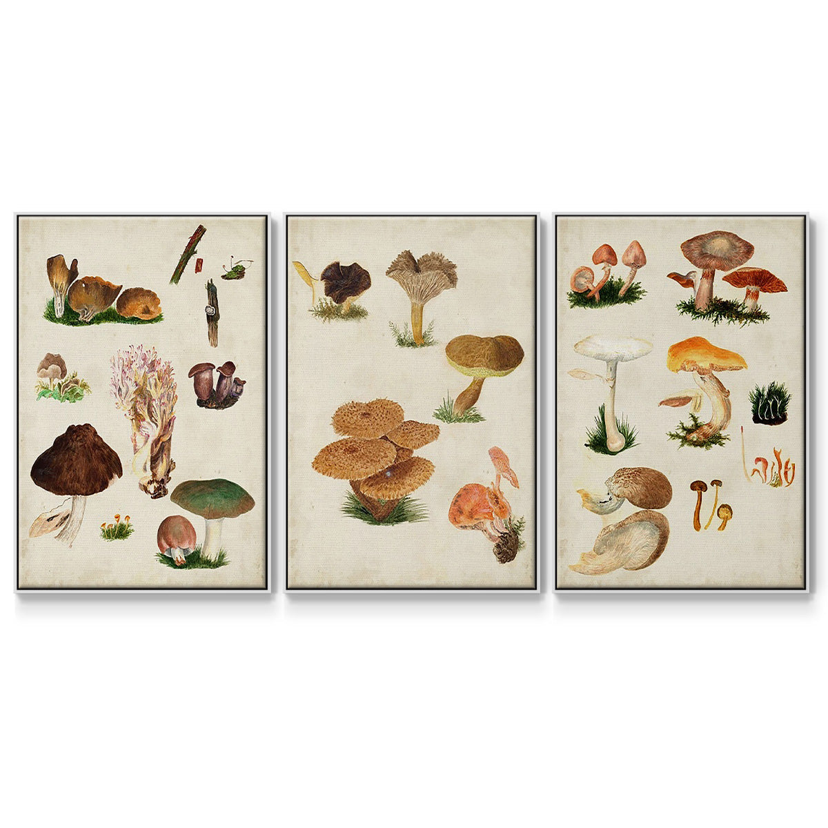 Mushroom Species IV - Framed Premium Gallery Wrapped Canvas L Frame 3 Piece Set - Ready to Hang