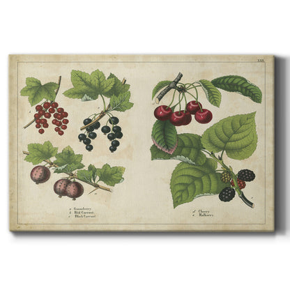 Berries and Currants - Canvas Art Print