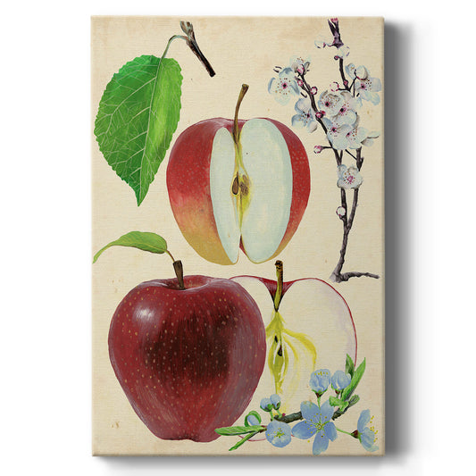 Apple & Blossom Study II Premium Gallery Wrapped Canvas - Ready to Hang