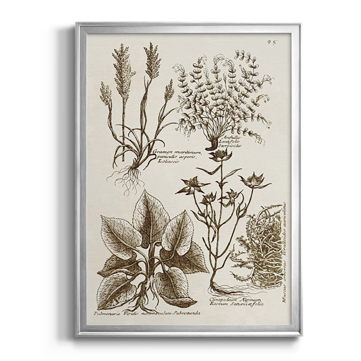 Sepia Botanical Journal VII - Modern Framed Canvas Print