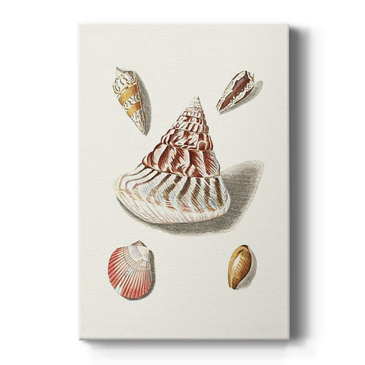 Pastel Knorr Shells VII - Canvas Art Print