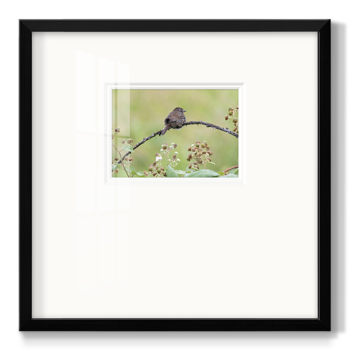Resting Sparrow - Double Matboard Framed Print
