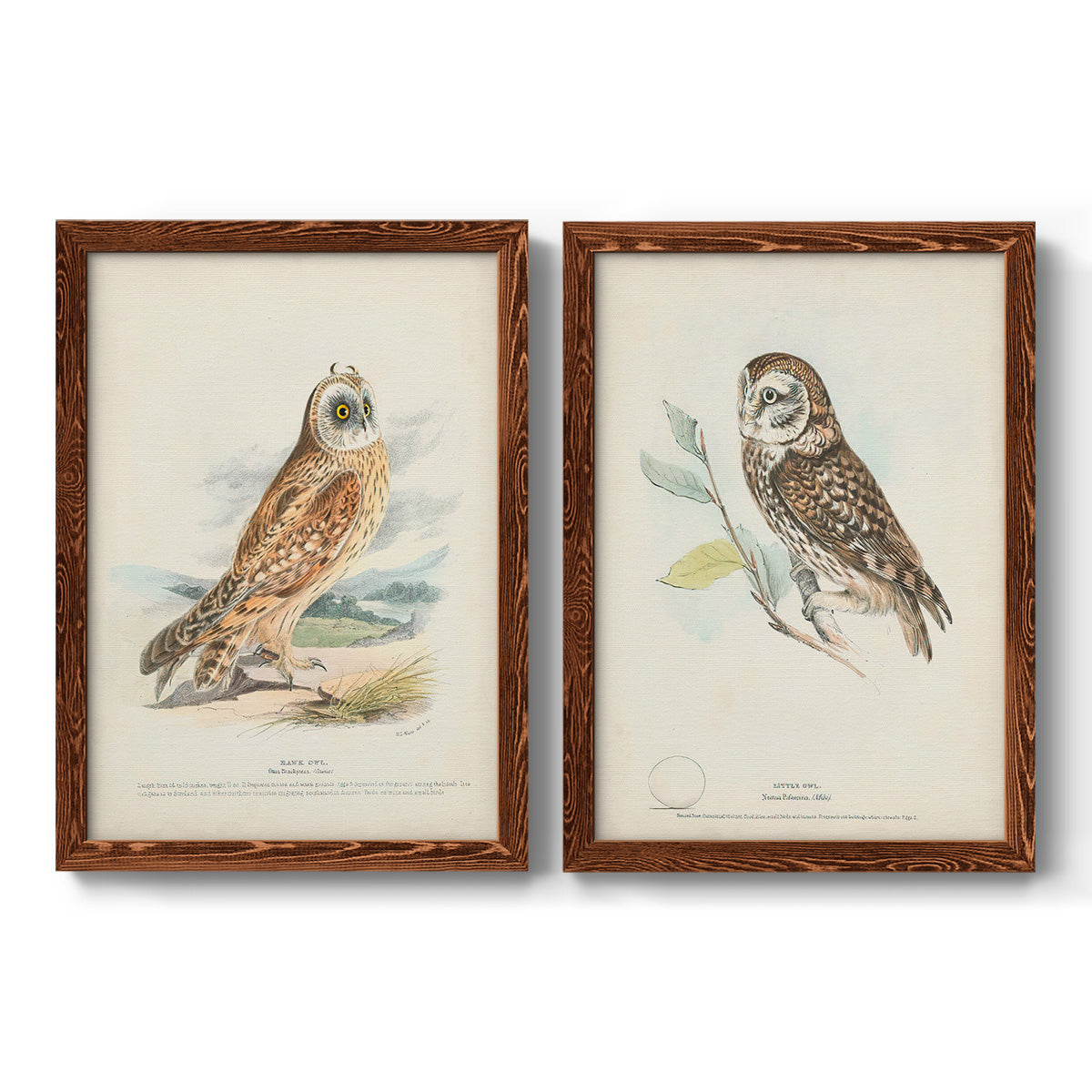 Hawk Owl - Premium Framed Canvas 2 Piece Set - Ready to Hang