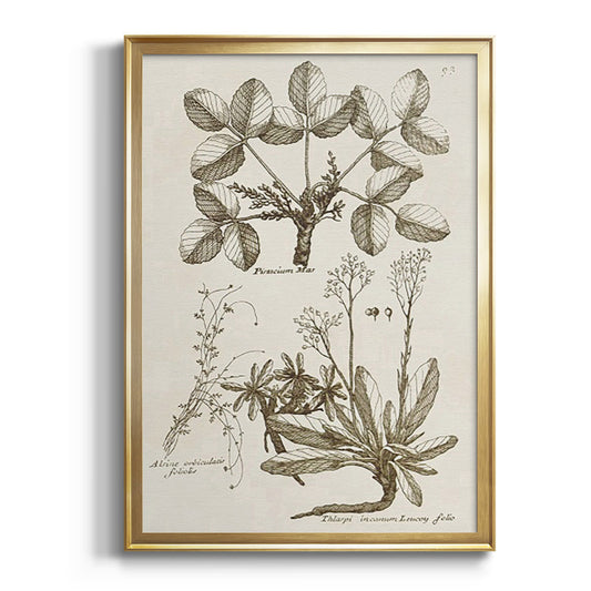 Sepia Botanical Journal VI - Modern Framed Canvas Print