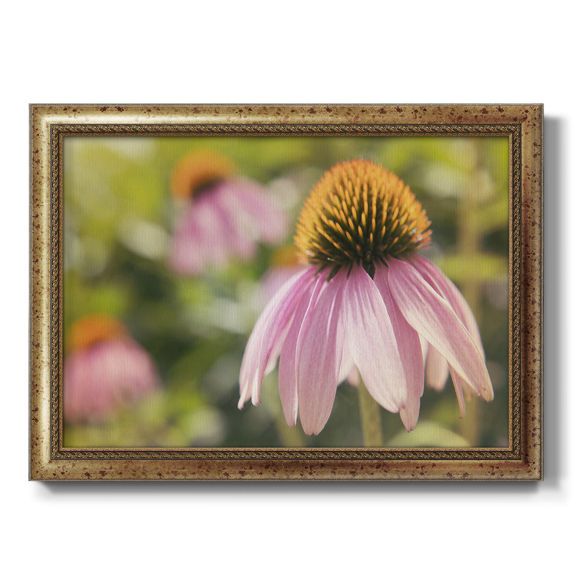 Echinacea Study I Premium Framed Canvas- Ready to Hang